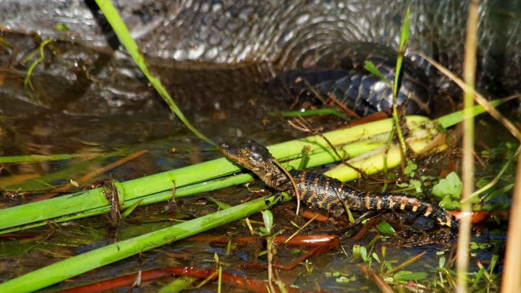 02 - Everglade NP (9).jpg